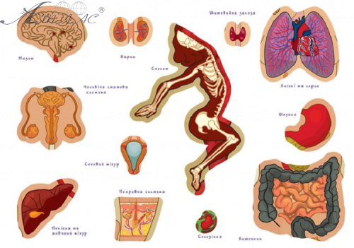 Іграшка Настільна Тіло людини з багаторазовими наклейками КП-004 фото 2 Іграшка Настільна Тіло людини з багаторазовими наклейками КП-004 фото 2