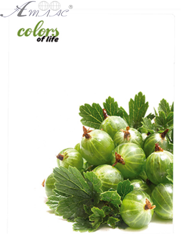 Папка с файлами на 20 файлов Skiper Colors of life А4 Крыжовник SK-20CL Папка с файлами на 20 файлов Skiper Colors of life А4 Крыжовник SK-20CL